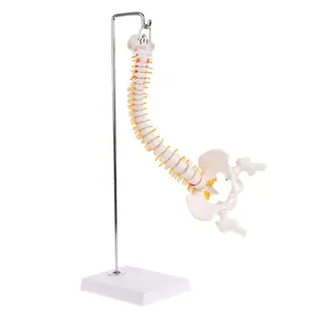 45cm Rugalmas Emberi gerincoszlop Ágyéki Csigolya Anatómiai Modell Anato Csepp Szállítás Kép