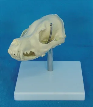 kutya koponya csontváz modell állati koponyák csontváz modell állat-egészségügyi, oktatási modell Kép